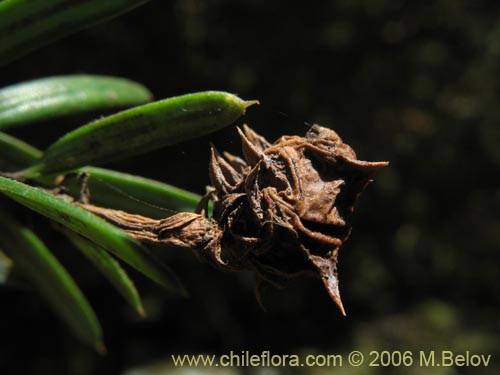 Imágen de Saxegothaea conspicua (Mañío hembra / Mañío de hojas cortas). Haga un clic para aumentar parte de imágen.